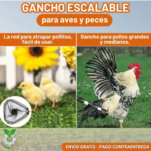 Ganchos escalables para patas de pollo